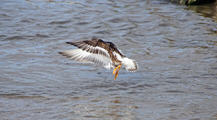 Steinwälzer auf Norderney