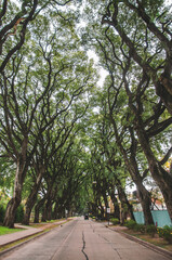 Obraz premium Street Forest