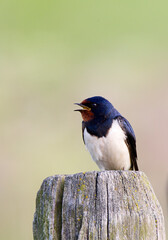 Boerenzwaluw, Barn Swallow, Hirundo rustica