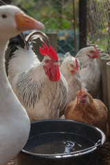 Domesticated chickens and geese drink water from a bucket on a small farm.