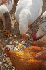 Domesticated chickens and geese eat bread on a small farm.