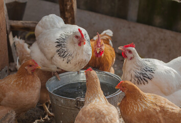 Domesticated chickens drink water from a bucket on a small farm.