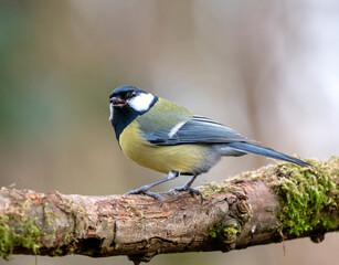 Great Tit singing in the forest