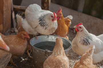 Domesticated chickens drink water from a bucket on a small farm.