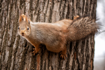 squirrel in the park