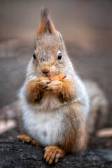 squirrel in the forest
