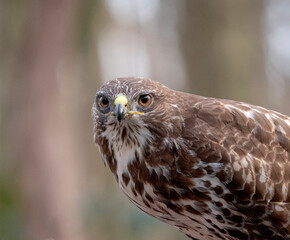 Common Buzzard, Buteo buteo