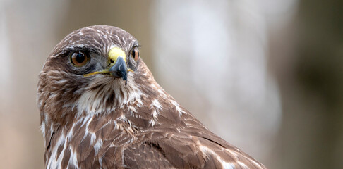 Common Buzzard, Buteo buteo