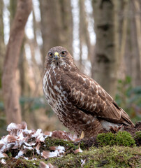 Common Buzzard, Buteo buteo