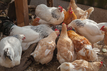 Domesticated chickens drink water from a bucket on a small farm.