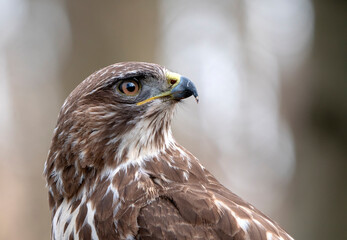 Common Buzzard, Buteo buteo
