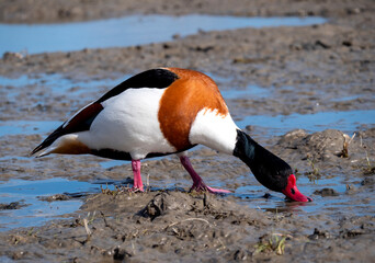 Common Shelduck, Tadorna tadorna