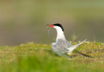 Common Tern, Sterna hirundo