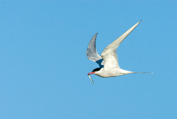 Common Tern, Sterna hirundo
