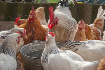 Domesticated chickens drink water from a bucket on a small farm.