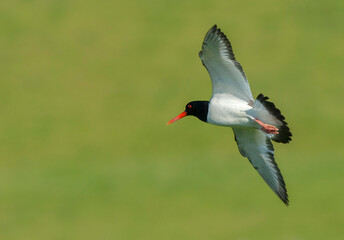 Eurasian Oystercatcher, Haematopus ostralegus