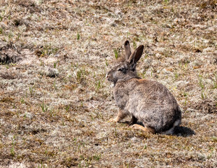 European Rabbit, Oryctolagus cuniculus