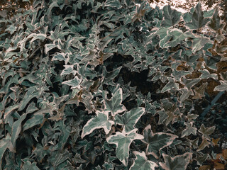 Textured ivy weaving leaves on a sunny day.