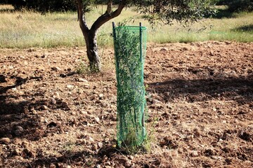 Small olive trees growing in olive grove in the outskirts of Athens in Attica, Greece.