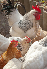Domesticated chickens drink water from a bucket on a small farm.