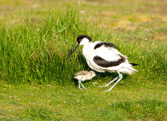 Pied Avocet, Recurvirostra avosetta