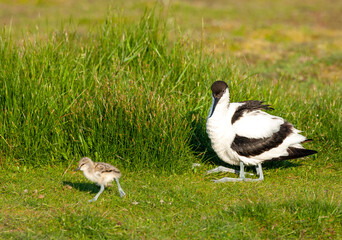 Pied Avocet, Recurvirostra avosetta