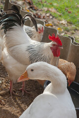 Domesticated geese drink water from a bucket on a small farm