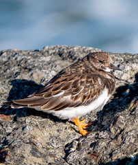 Ruddy Turnstone, Arenaria interpres