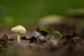mushroom in the forest