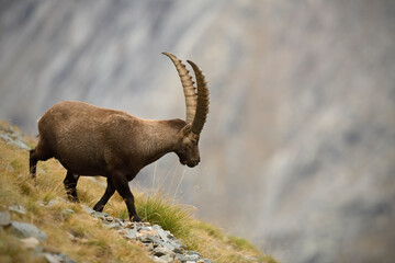 Alpine ibex walks down hill