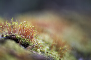 close up of moss