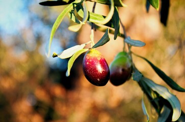 Olives on olive tree, olive grove in the outskirts of Athens in Attica, Greece.