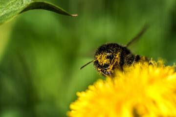 bee on flower
