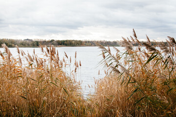 autumn landscape of the river with reeds
