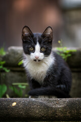 cat on the fence