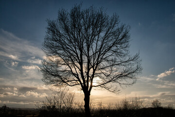 silhouette of tree