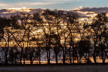 sunrise in the trees