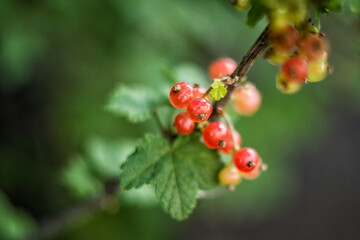 red currant bush