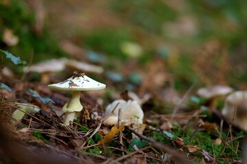 Champignon
