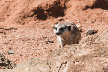 Fototapeta premium Meerkat running for a food.