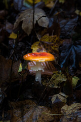 detail of fly amanita in autumn forest