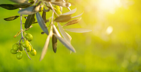 Fototapeta na wymiar Olive tree branch in garden plantation. Close up. Sunny weather. Olive oil making. Autumn harvest. Banner