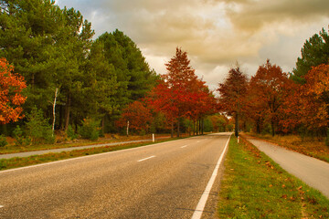 Scenery from a road and trees with autumn colors, photo made on 28 october 2020 in Weert the Netherlands