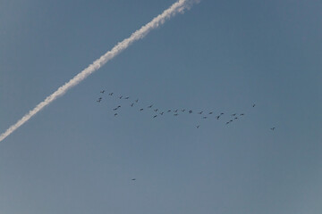 Birds in the blue sky with plane.