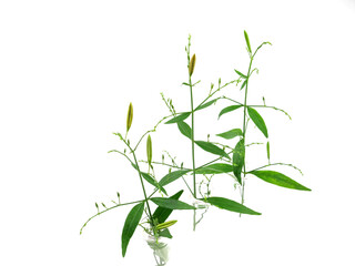 Andrographis paniculata herb, isolated on white background.