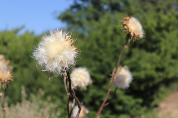dandelion head