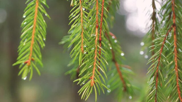 Wet spruce branch with raindrops