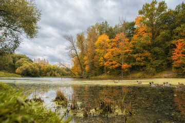 Fototapeta premium autumn in the park
