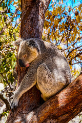 Koala auf Magnetic Island Australien