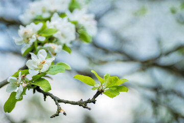 white cherry blossom